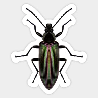 Darkling Beetle Sticker